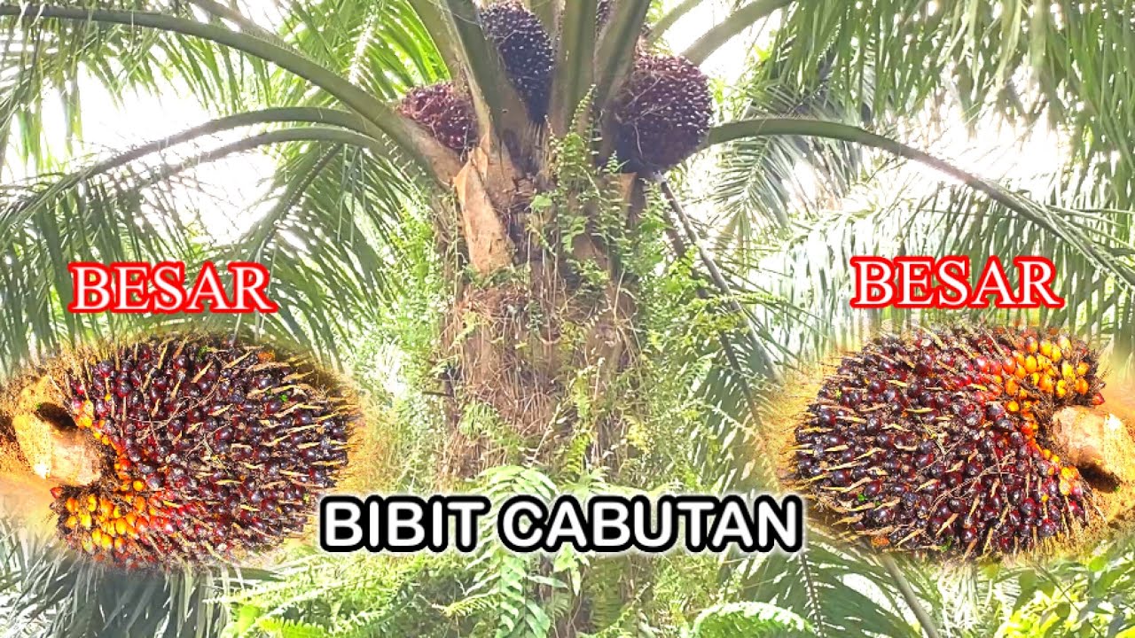 SERIBU SATU.! PANEN SAWIT ABAL-ABAL BERBUAH GEDE BESAR