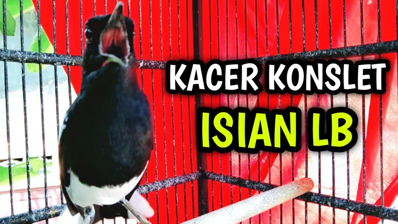 KACER GACOR KONSLET ISIAN LB BIKIN KACERMU PANAS EMOSI !! PANCINGAN KACER GACOR FULL ISIAN LB.