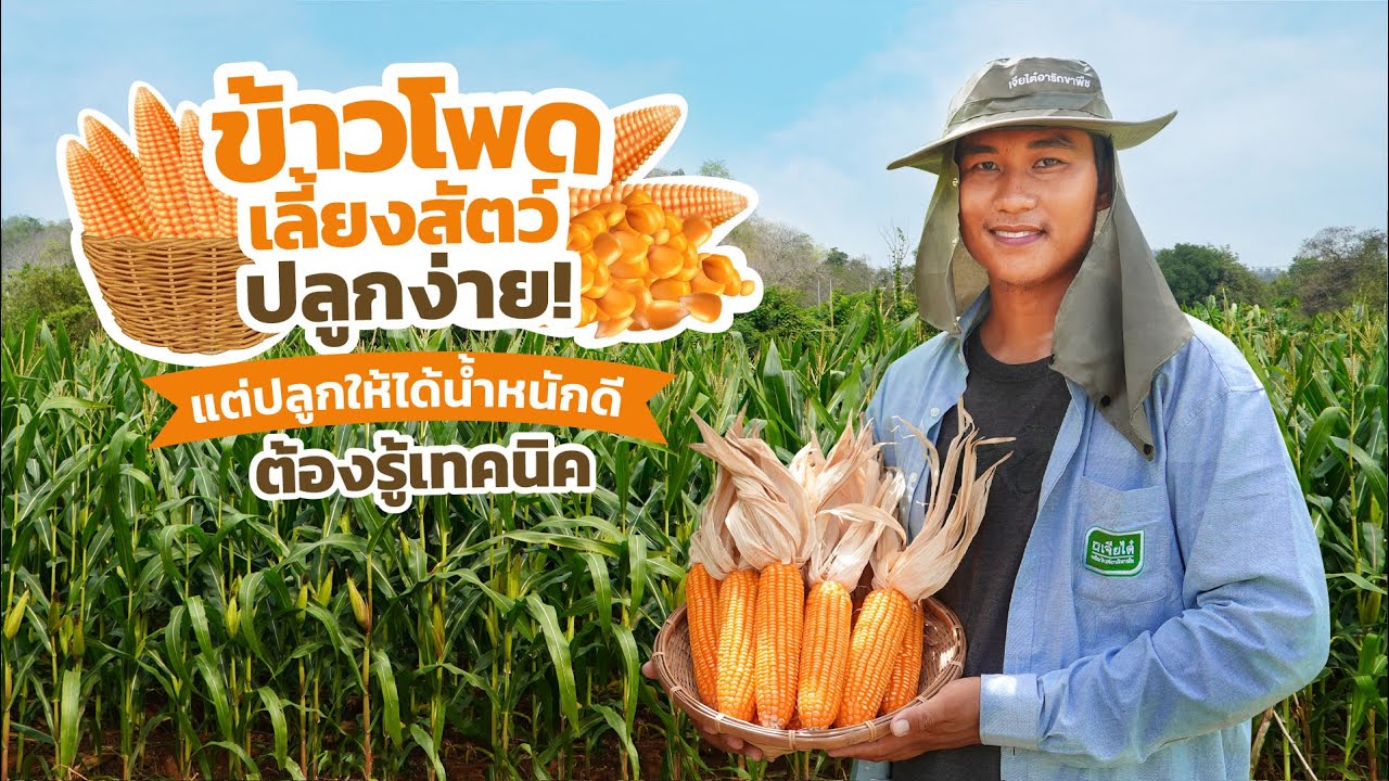 เทคนิคปลูกข้าวโพดเลี้ยงสัตว์ให้ฝักใหญ่ ได้น้ำหนักดี