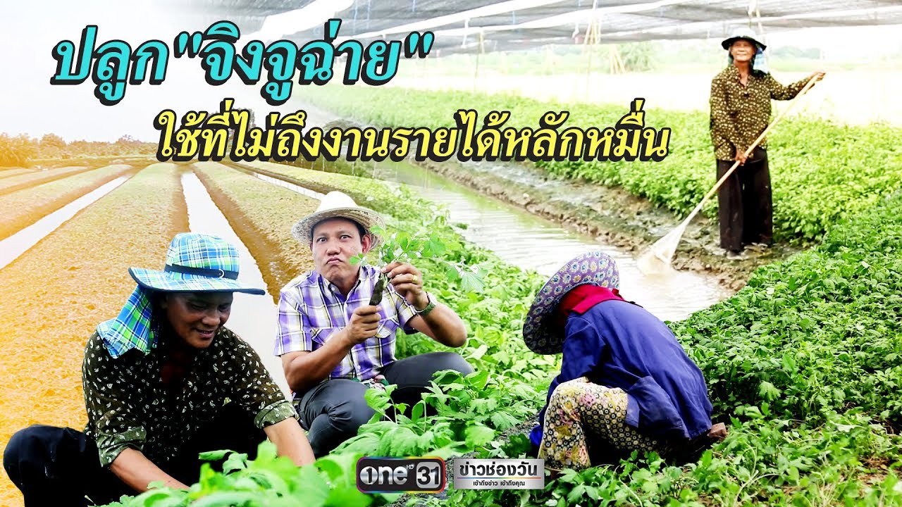 ปลูก