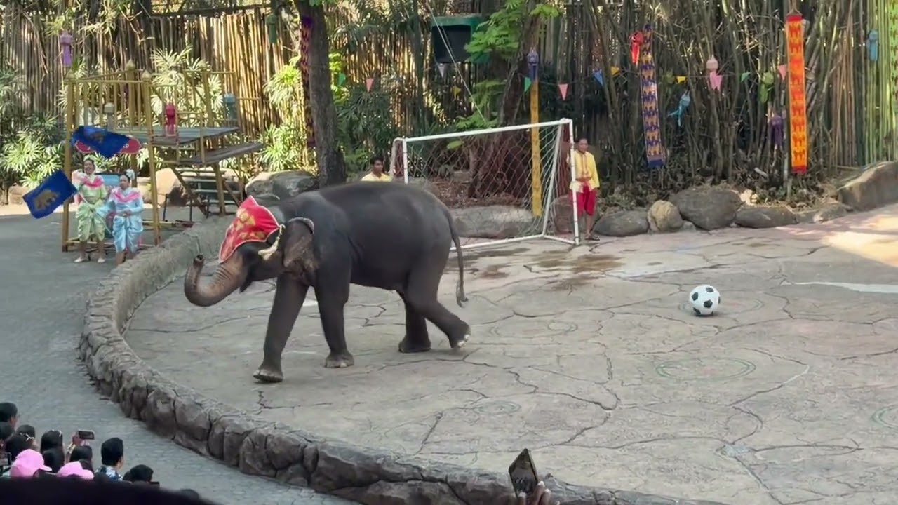 Elephant saw safari park Thailand, interesting to watch 