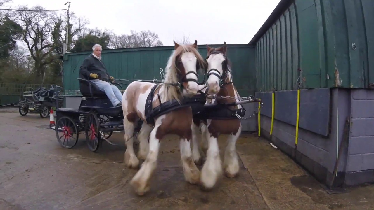 Training a Pair of Gypsy Cobs for Pair Work - Rooster and Reuben
