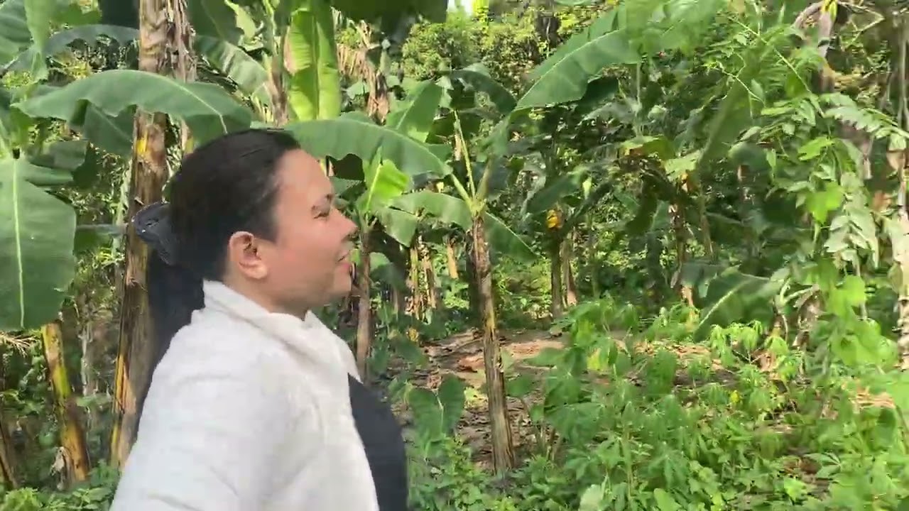 Pagkuha ng mga gulayin sa bukid