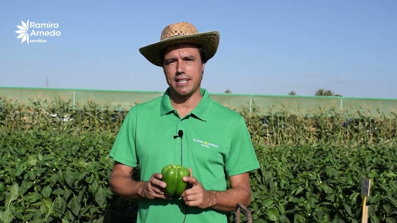 El pimiento california más resistente para Murcia y Alicante: conoce Meroño☀