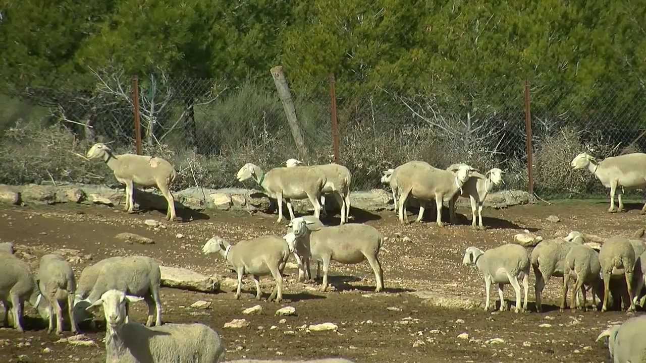 TIERRA FERTIL. Sector Primario 16