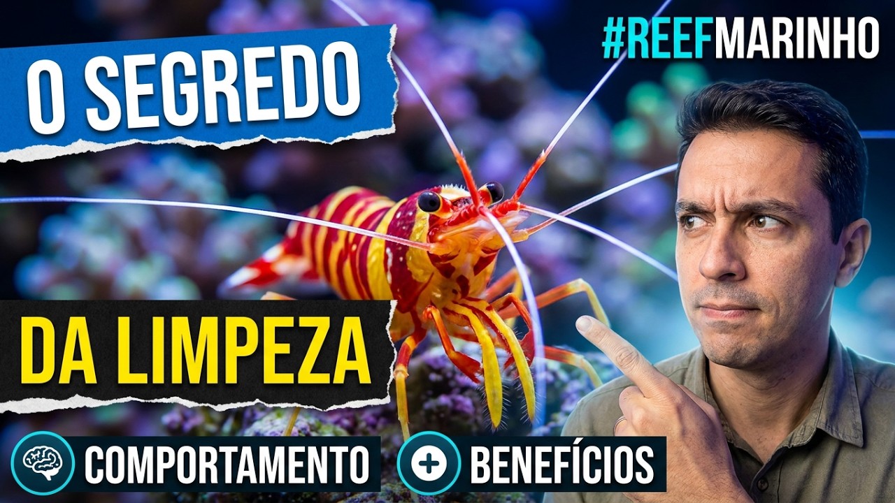 Lysmata Amboinensis - Tudo sobre o Camarão Cleaner- Reef Wiki - #aquariumfish #biology #reefminuto