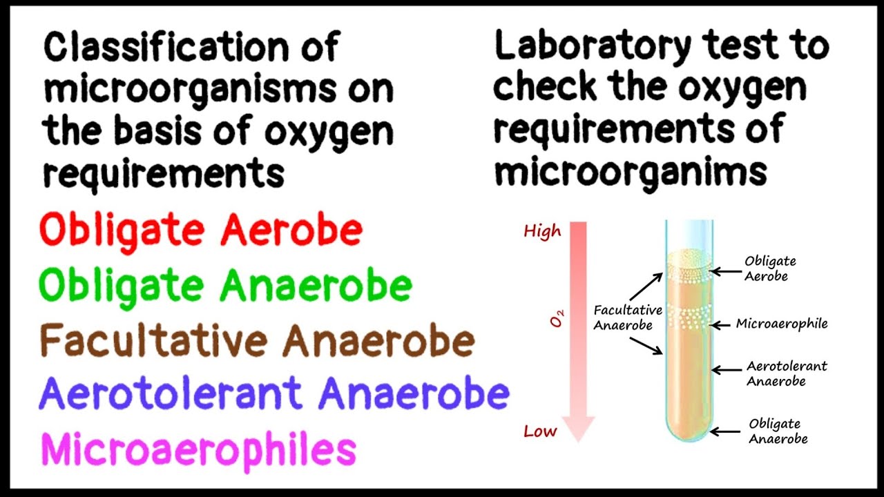 Obligate Aerobe | Obligate Anaerobe | Facultative Anaerobe | Aerotolerant Anaerobe |Microaerophiles