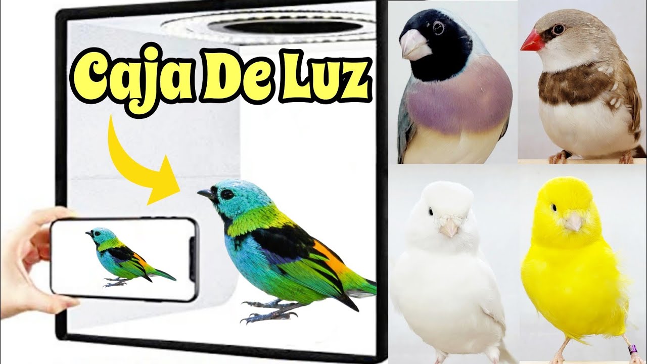 CAJA DE LUZ para fotografia de aves exoticas