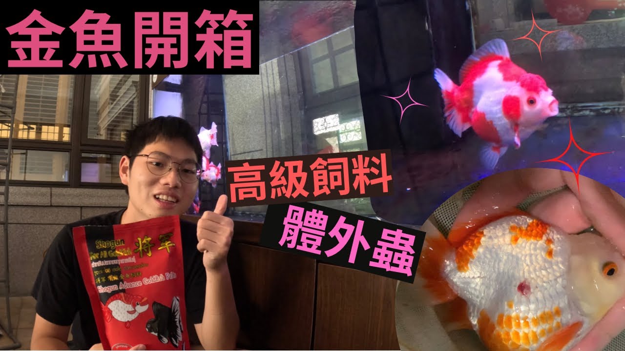 金魚開箱 將軍飼料初體驗！劍蟲入侵 整缸魚遭殃？#金魚 #開箱 #體外蟲