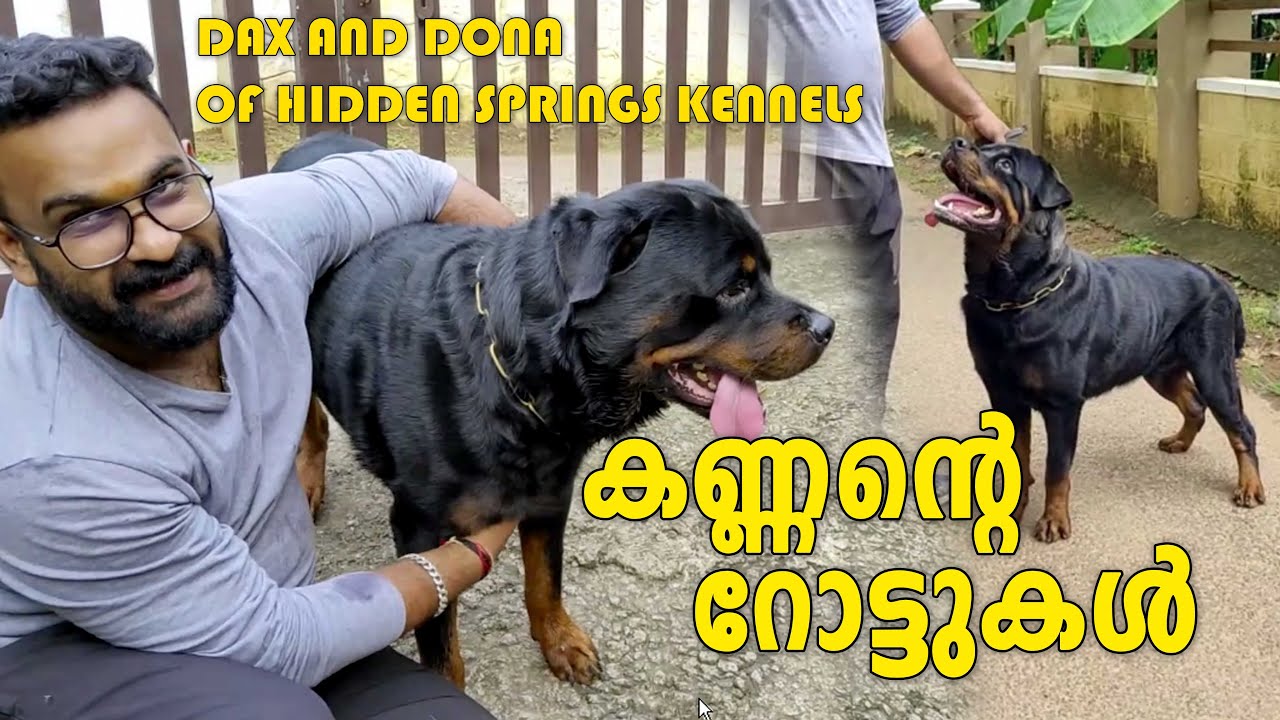 കണ്ണന്റെ റോട്ടുകൾ  I DAX OF HIDDEN SPRINGS I ROTWEILER DOG I DOG FARMING KERALA