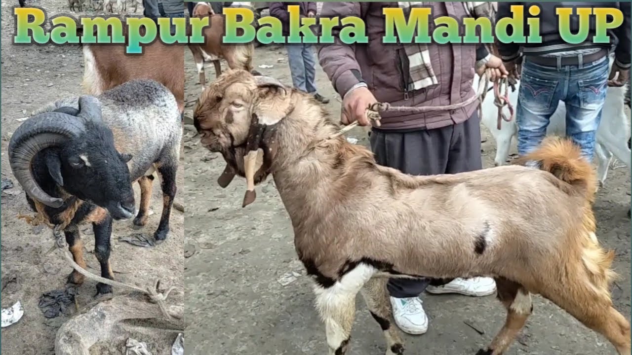 3 02 khod Bakra Mandi 2026 new video | Rampur Bakra Mandi Uttar Pradesh | rampuri sheep for sale