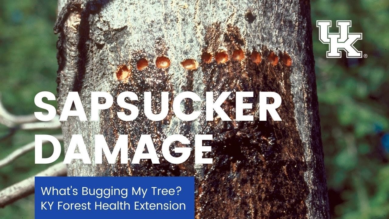 Sapsucker damage