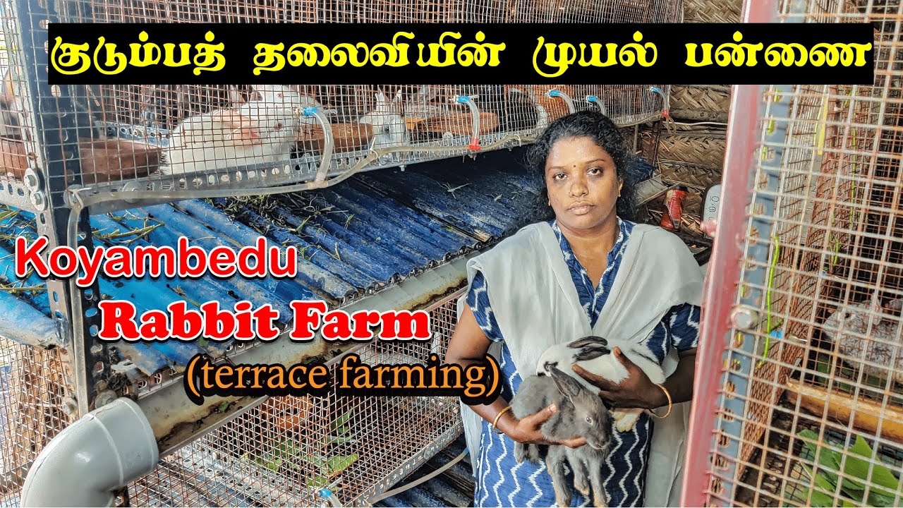 நீங்கழும் வைக்கலாம் ஒரு முயல் பன்ணை|Rabbit Farm in Chennai|rabbit For sales|terrace farming|xploring