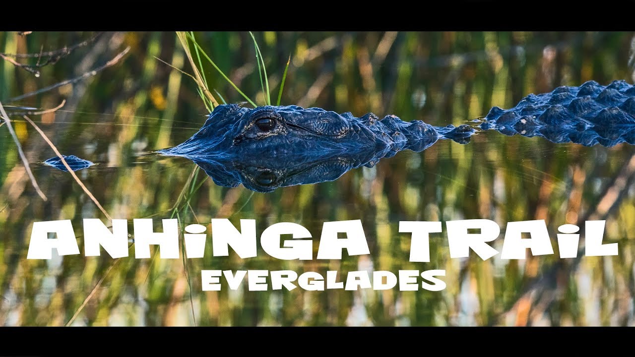Bird and Wildlife photography at Anhinga trail, Everglades, Florida