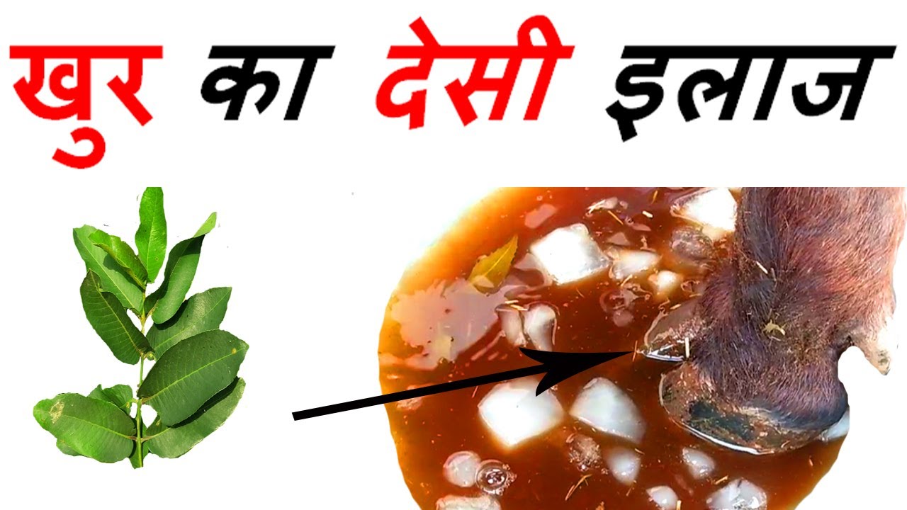 खुर का इलाज | hoof treatment | hoof injury |  hoof inflammation |