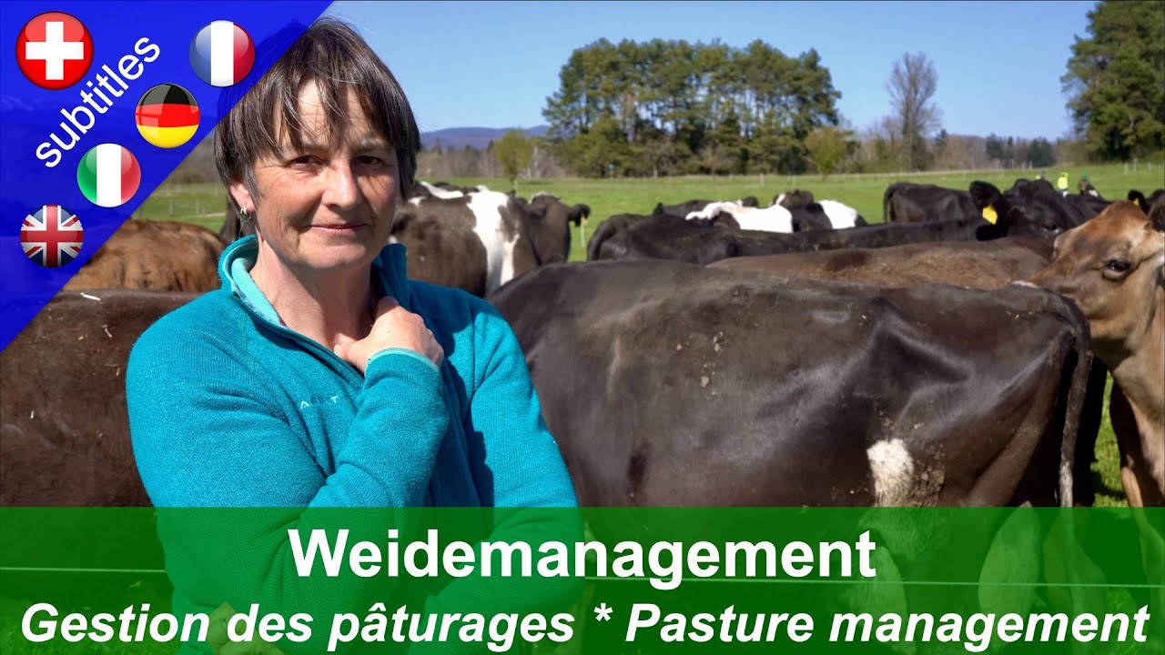 Weidemanagement: Intensive Umtriebsweide auf dem Betrieb von Susanne und Joss Pitt Käch Gampelen/BE