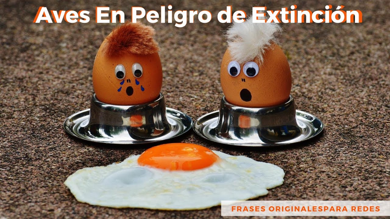 Aves En Peligro De Extinción | Natgeo | Medio Ambiente | National Geographic