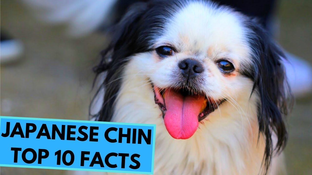 Japanese Chin - TOP 10 Interesting Facts