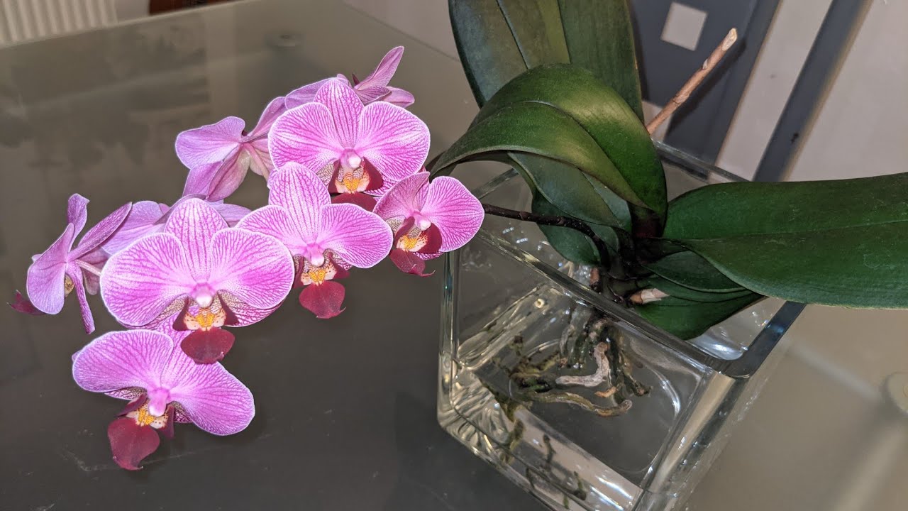 Orquídea com poucas raízes e com ácaro, Lavei com água e sabão, fiz uso de água oxigenada.