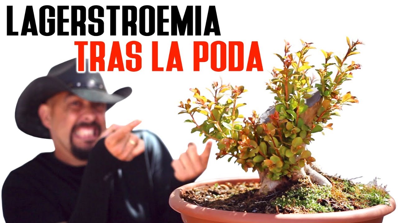 Lagerstroemia brotando tras la poda