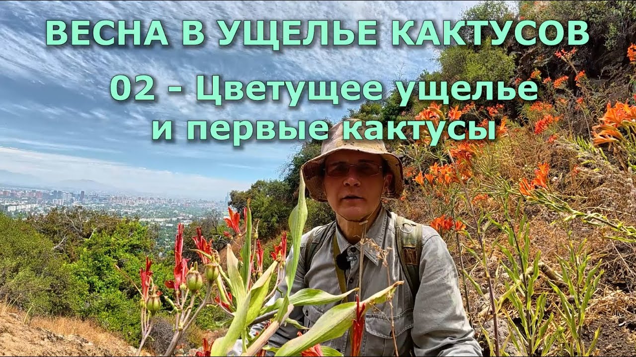 ВЕСНА В УЩЕЛЬЕ КАКТУСОВ - 02 Цветущее ущелье и первые 