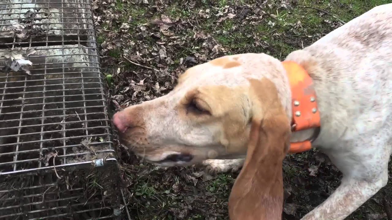 How to train a coon hound from start to finish 