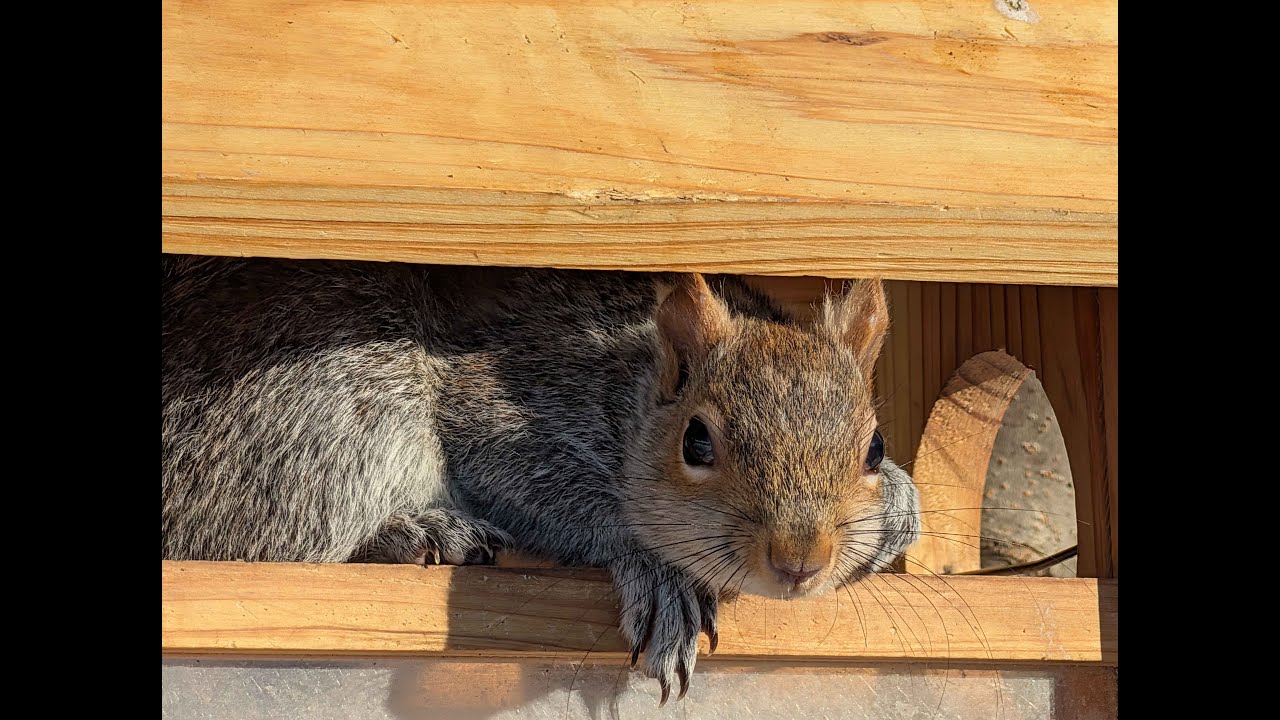 Morning Ritual: Feeding the squirrels some walnuts! 🐿️🥜