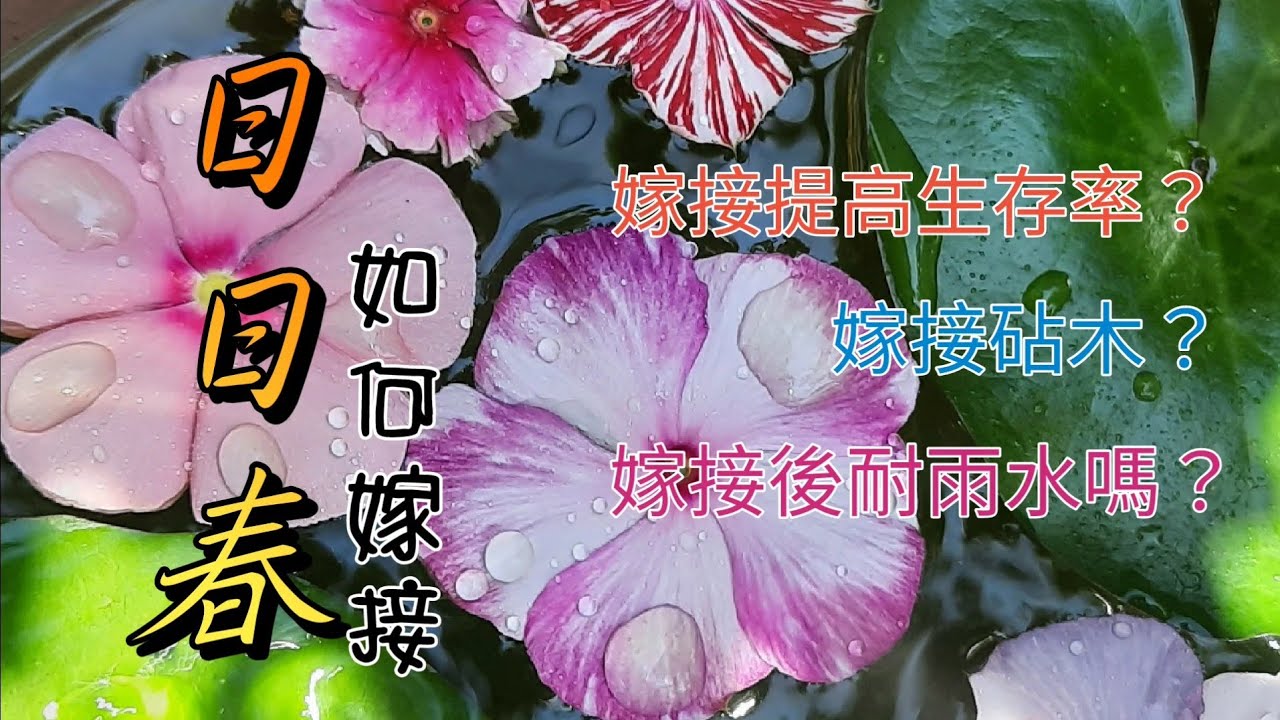 日日春／長春花如何嫁接