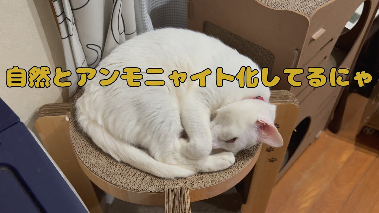 【保護猫】🐈猫って寝るとアンモニャイト化するのかにゃ🐈の巻【にゃんこ日和】【rescued cat】