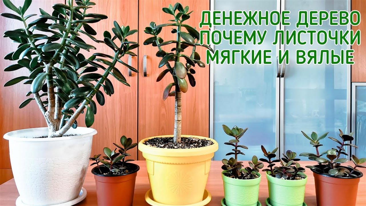 Денежное дерево. Почему листочки мягкие и вялые
