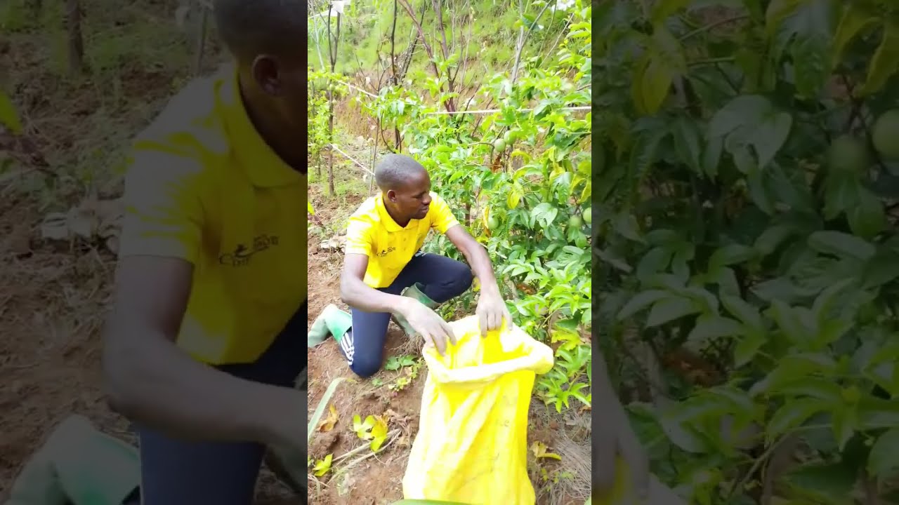  UBURYO WAKORAMO UMURAMA W'AMATUNDA MWIZA NDETSE N'UBUHUMBIKIRO  ! NURSERY PASSION FRUITS !