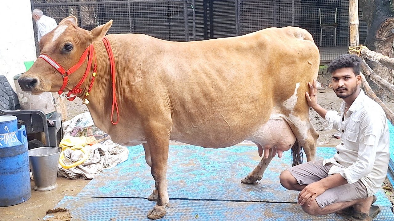 👌🎋 देखिए कालू भाई डेयरी फार्म पर टॉप साहीवाल , क्रास ब्रीड व गिरलैन्डों उपलब्ध | kalu bhai dairy 
