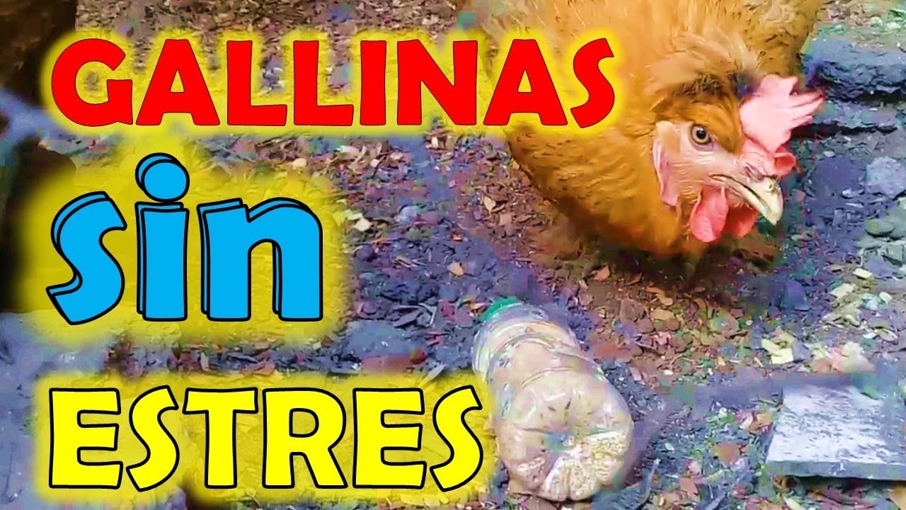 Como curar el ESTRES de las Gallinas - metodo anti estress