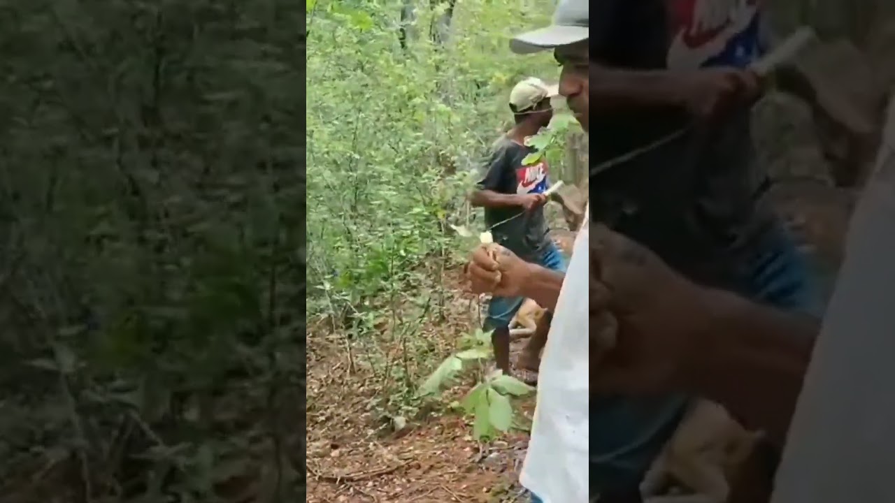 comemos uma planta diferente, da caatinga #comestible #nordeste #tradi&ccedil;&atilde;o #rural