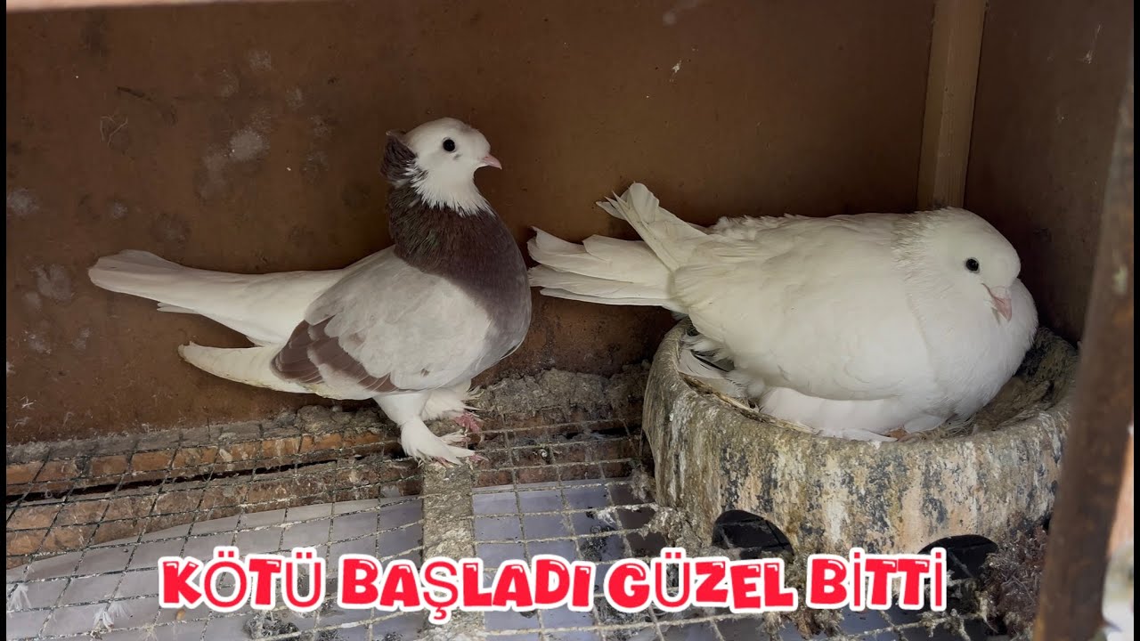 ALA GÜVERCİNİN SİZE SÜPRİZİ VAR ( MALESEF ARDİZON ÇİFT ÜZDÜ BİZİ )