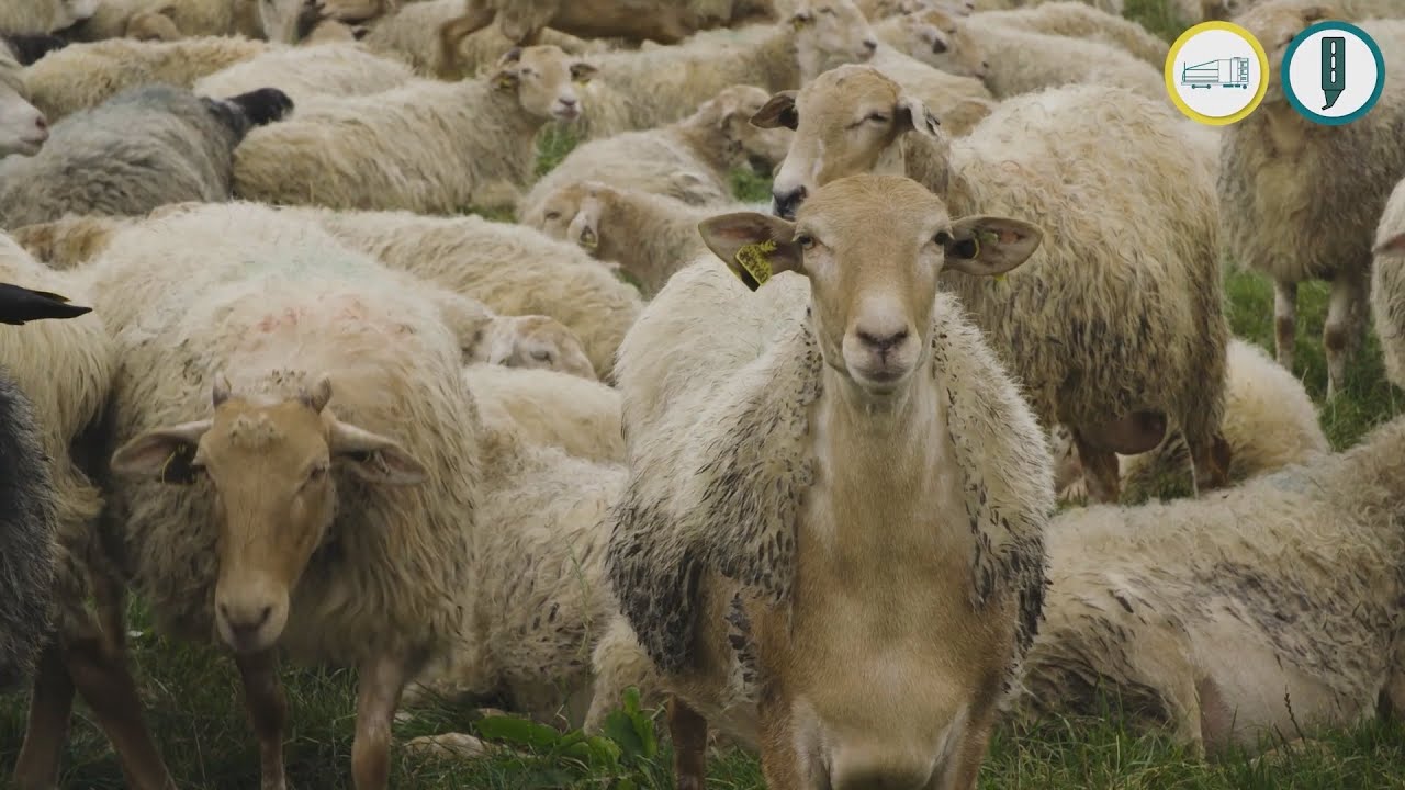 🐑👨‍🌾 EHB - GAEC ITURRIA- Jean-Léon Lerrida