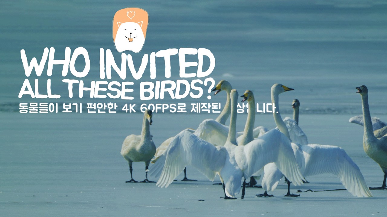 댕무비 | Who Invited All These Birds? | 강아지 힐링