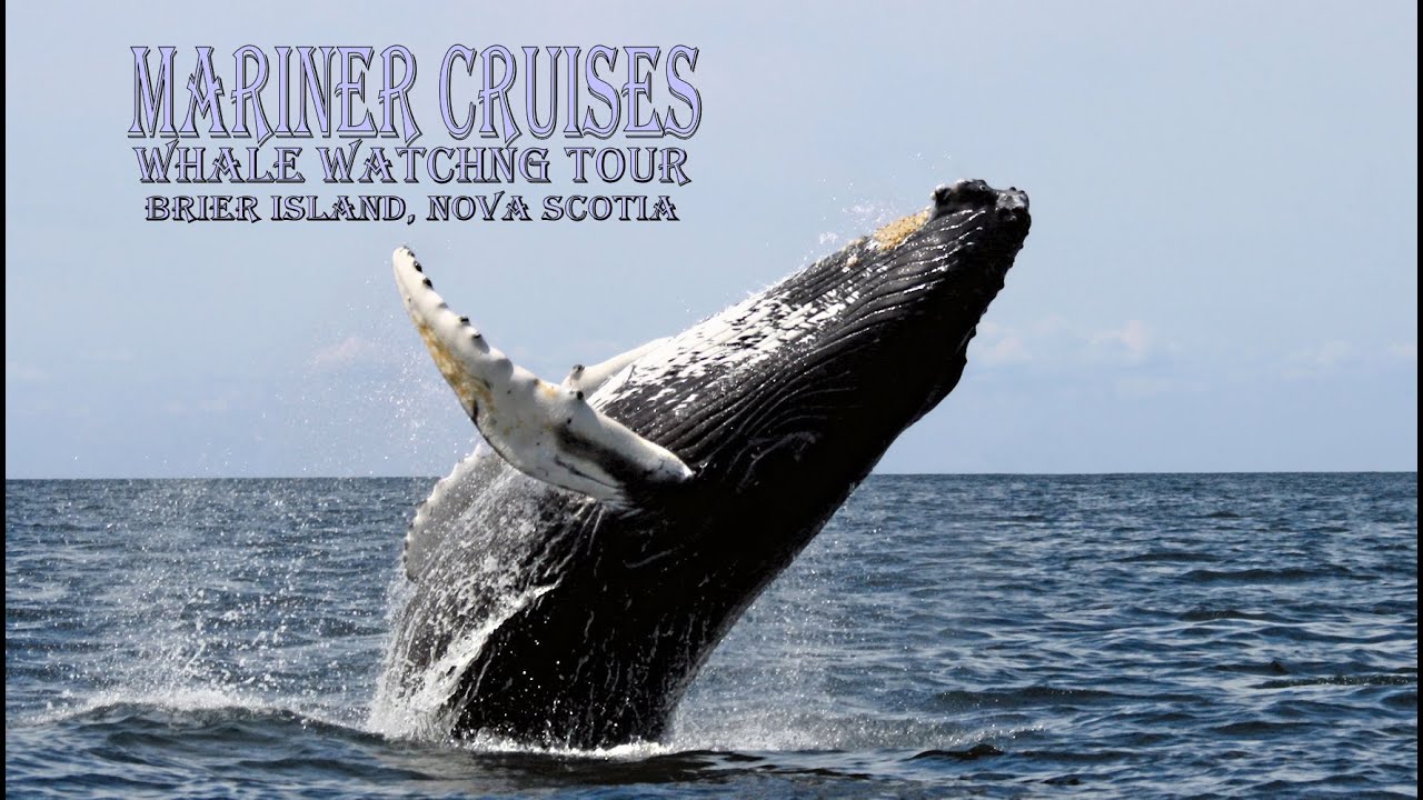 Discovering Nova Scotia : Brier Island Whale Watching Tour - Mariner Cruises