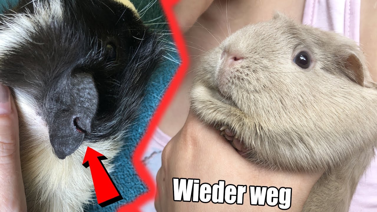 Warum das NEUE Meerschweinchen nicht bleiben durfte | Die Meeries