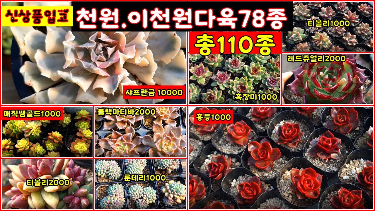 💗2월2일 대소다육❤💗신상품입고~~천원다육25종 이천원다육52종.단품. 총110종 꽃피는아이들 .착한가격.선인장. 이쁜아이들  만나보세요.#多肉植物#succulent #다육이#다육