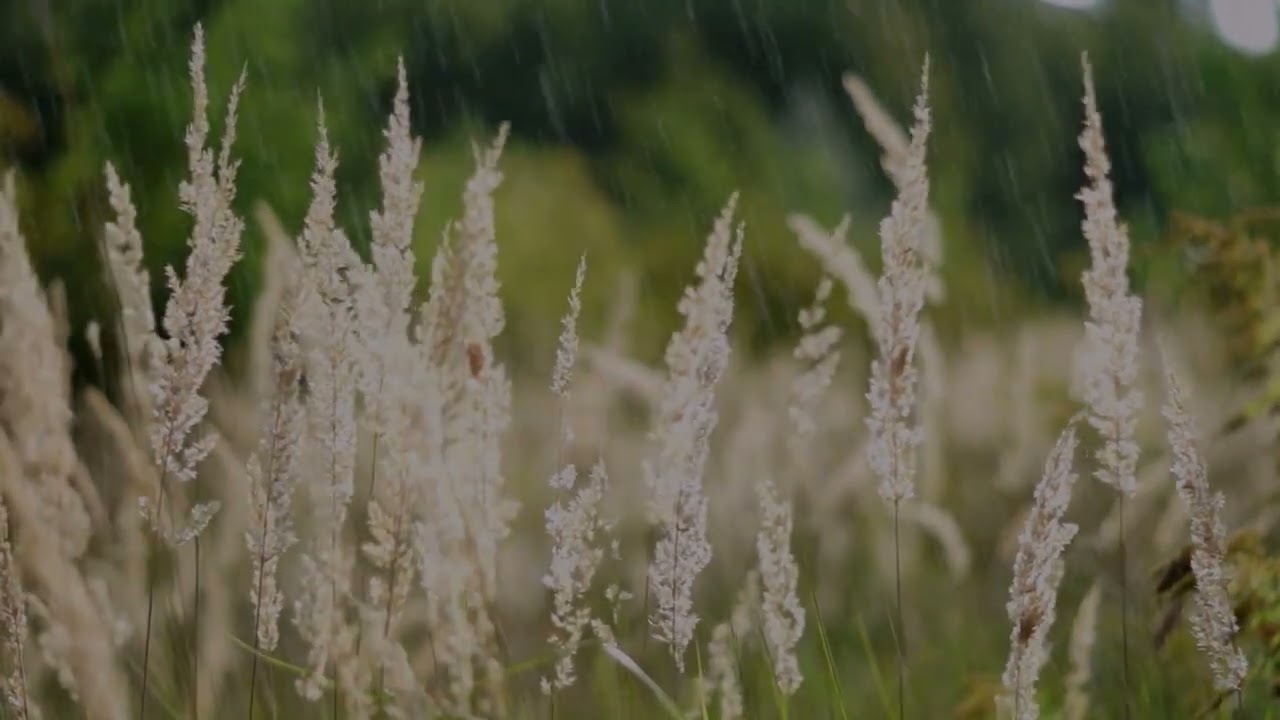 15 Min Sound Reset: INSTANT Anxiety Relief & Deep Focus Rain Sounds 🎧