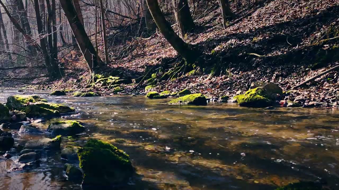 Morning Forest Stream | Early Spring | Real Nature Sounds | Relaxing Water Sounds