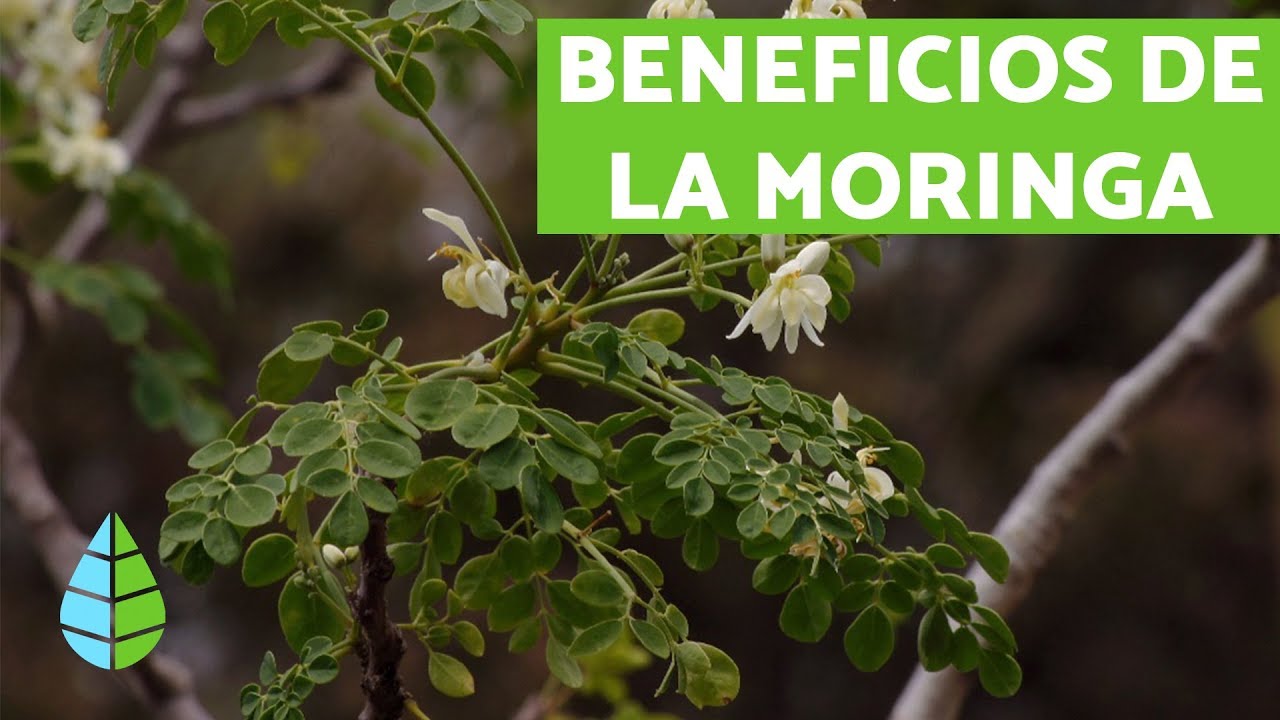 Para qu&eacute; sirve LA MORINGA - BENEFICIOS DE LA MORINGA