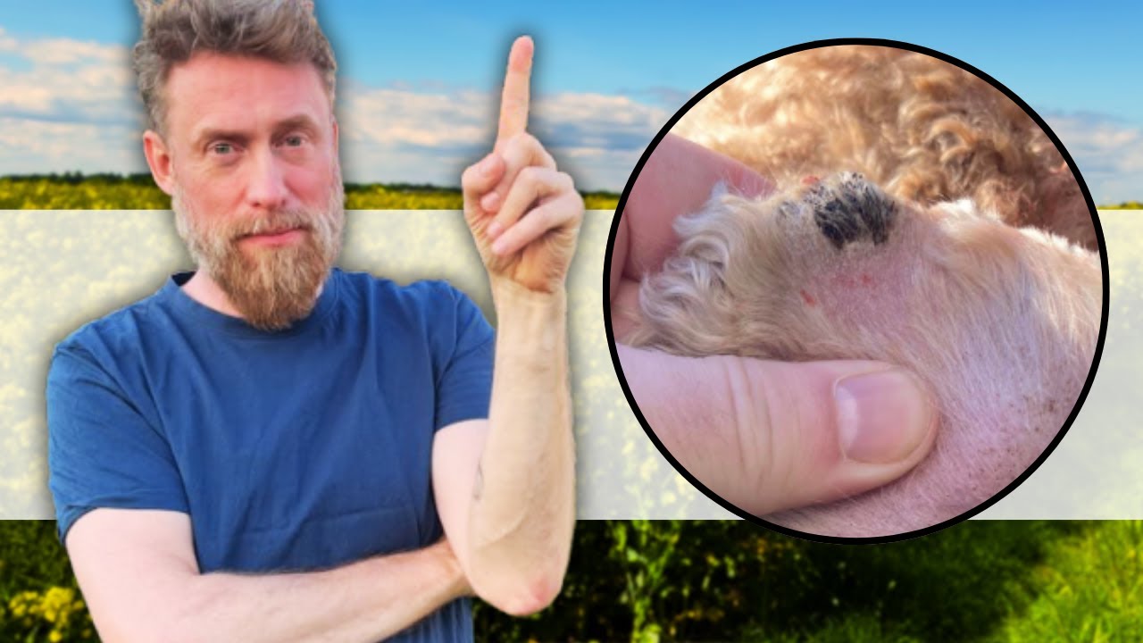 Hund med sår på øreflipperne! [er det ringorm? vaskulit sår?]