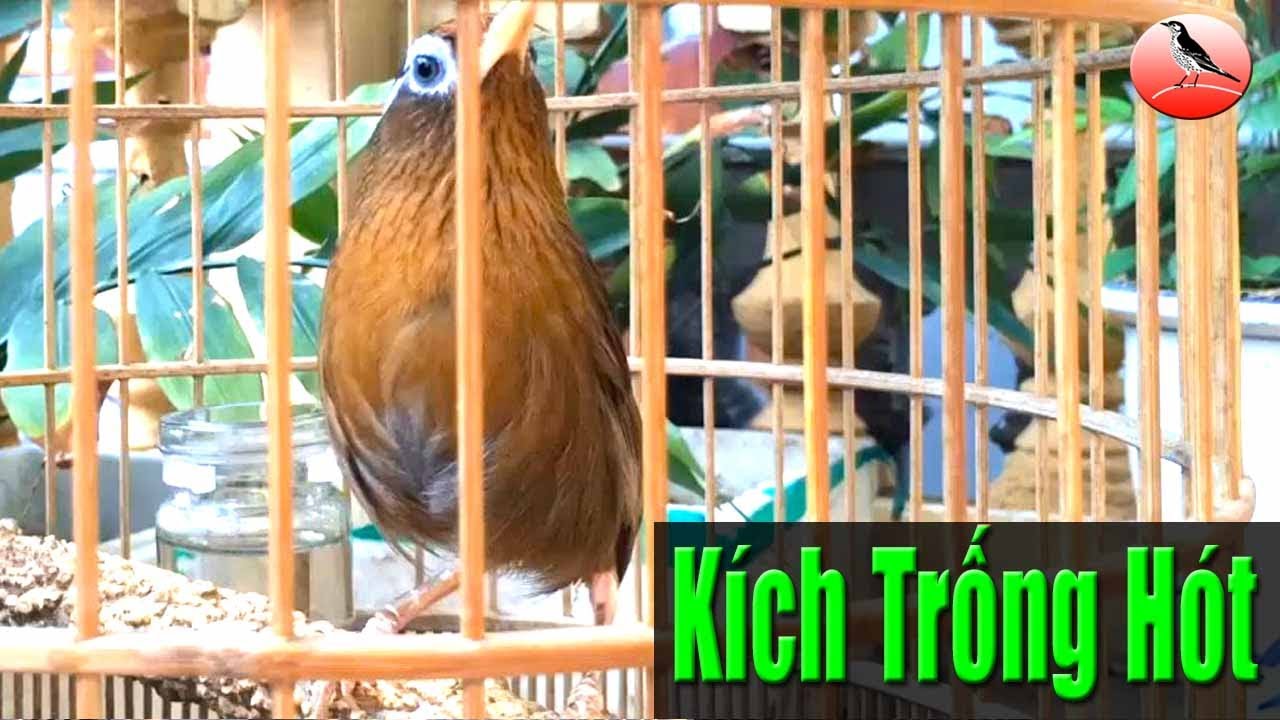 Tiếng mi mái xùy kích trống cực hiệu quả! Họa mi mái căng lửa thúc trống