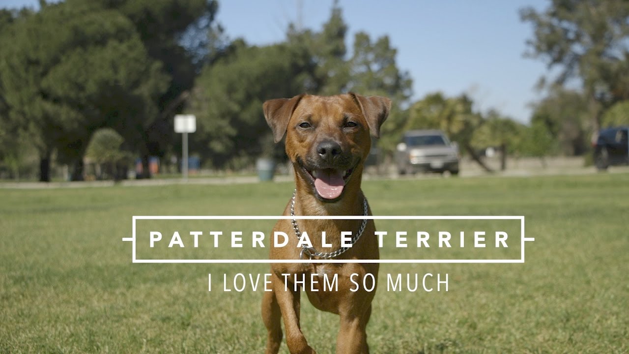 PATTERDALE TERRIERS I LOVE THEM SO MUCH