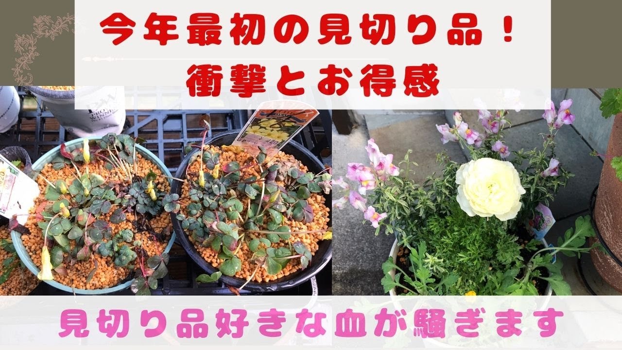 衝撃、お得感満載な見切り品の2パターンの植え付け