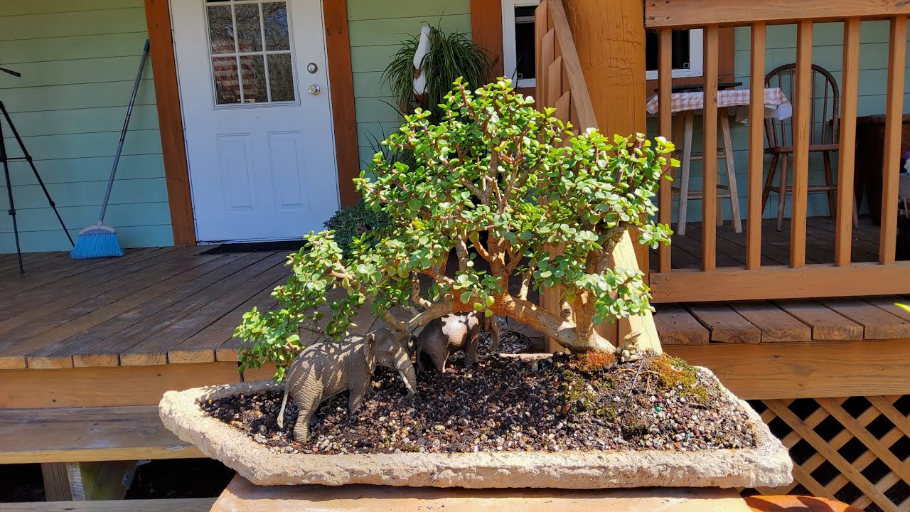 Elephant bush bonsai bridge gets a new slab@Bonsai by the Samurai 