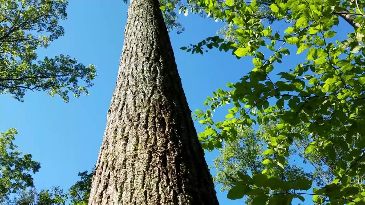 Rajala Forestry - Northern Red Oak Shelterwood