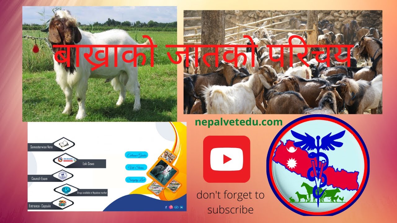 बाख्राका बिभिन्न जात र तिनका विशेषता सम्बन्धि जानकारी (Different Goat Breed Reared in Nepal)